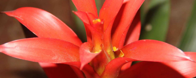 鴻運(yùn)當(dāng)頭怎么澆水