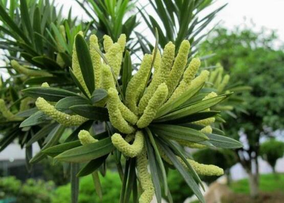 羅漢松會開花嗎，羅漢松開花三年一開