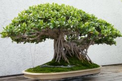 榕樹(shù)的養(yǎng)殖方法和注意事項(xiàng)，掌握這四點(diǎn)技巧讓你的榕樹(shù)挺拔蒼勁