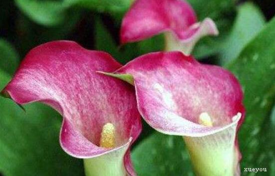 紅色馬蹄蓮花語，圣潔虔誠、永結(jié)同心、吉祥如意