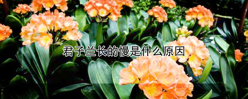 君子蘭長(zhǎng)的慢是什么原因