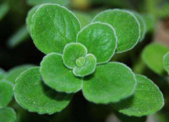 碰碰香的功效與作用，凈化空氣、消炎消腫，制作香精