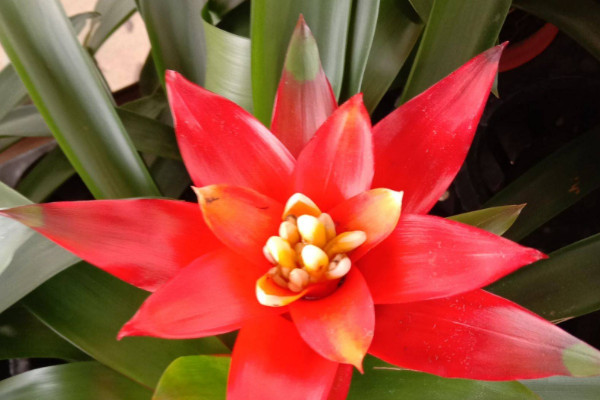 鴻運當(dāng)頭可以插活嗎