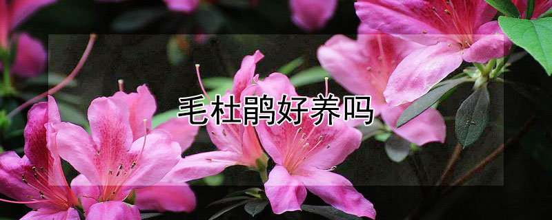 毛杜鵑好養(yǎng)嗎