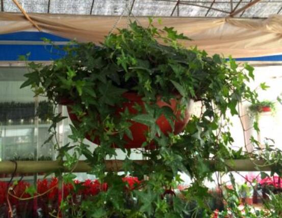 怎樣讓常春藤長得快，教你六個要點(diǎn)生長枝繁葉茂