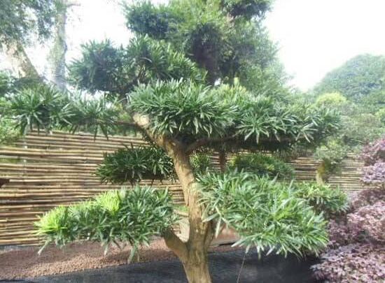 羅漢松什么品種最好，盤點最珍貴且珍稀四種品種