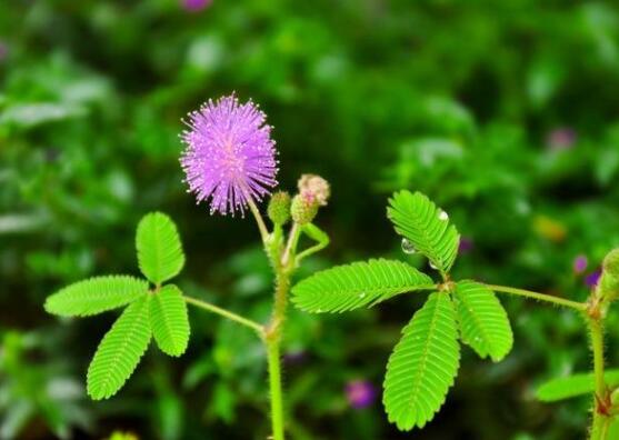 養(yǎng)含羞草對人體有害嗎，含有輕微的毒性/無害(放心養(yǎng)殖)