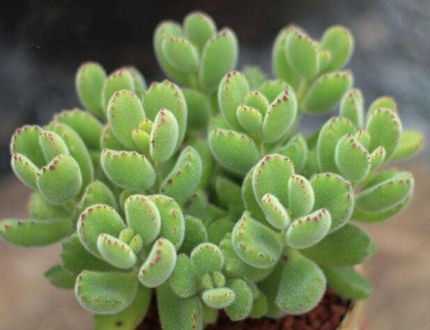 熊童子的種類，綠熊、白熊、黃熊三大種類