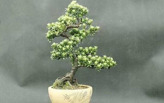 羅漢松的繁殖方法，羅漢松五大繁殖方法