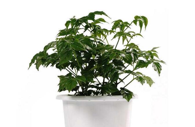 幸福樹的養(yǎng)護(hù)，栽種土壤和水份的施加都要注意