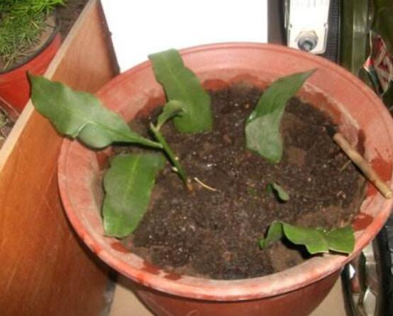 曇花扦插方法圖解，擇兩年生20-30厘米插蕙、扦插土壤深度1/3