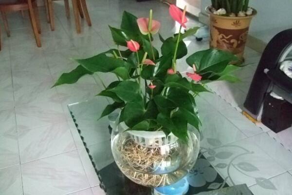 紅掌葉子不紅什么原因，以下5個原因都會導致紅掌不紅