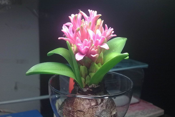 水培風(fēng)信子有毒嗎，有毒要避免接觸皮膚