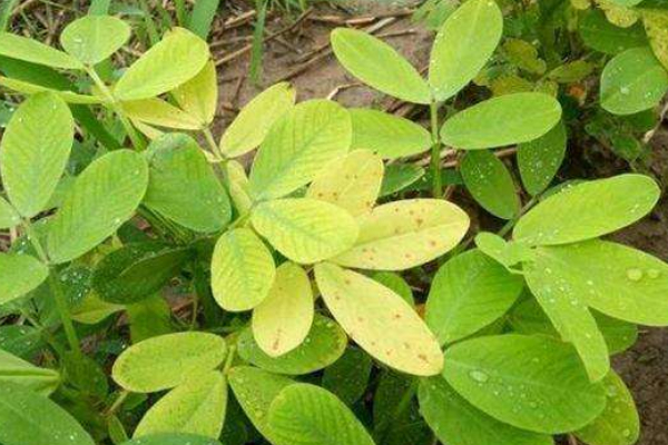 花生苗發(fā)黃什么原因