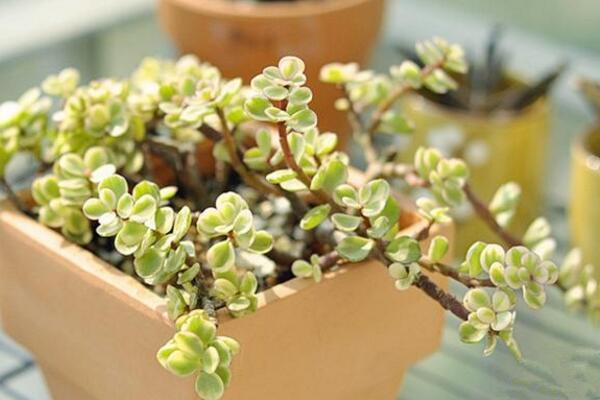 雅樂(lè)之舞扦插季節(jié)，春秋兩季繁殖成活率最高