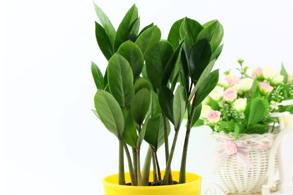 移栽金錢(qián)樹(shù)需要泡根嗎