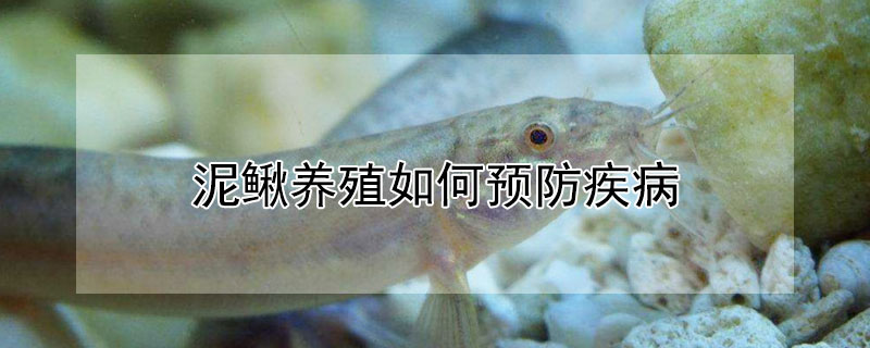 泥鰍養(yǎng)殖如何預(yù)防疾病