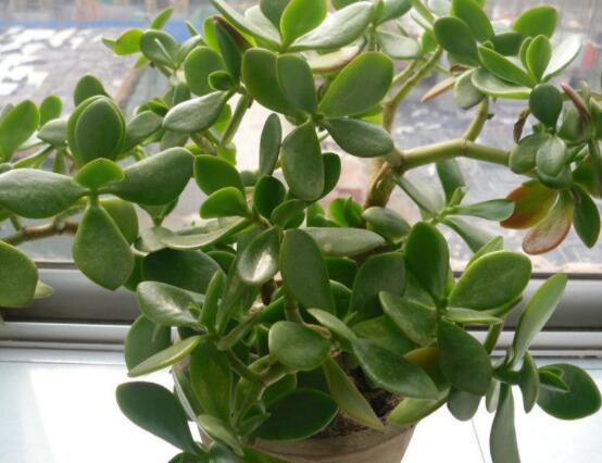 玉樹可以放在室內(nèi)嗎，小心碰觸導(dǎo)致瘙癢、腫痛(有毒)