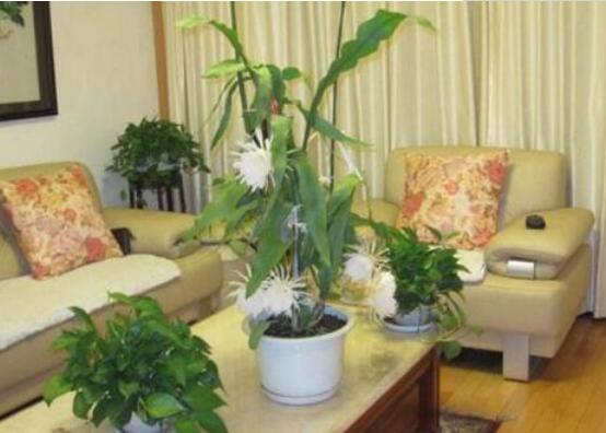 曇花怎么修剪，以輕剪與中剪為主(忌重剪)