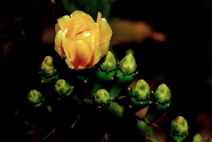 仙人掌幾年開(kāi)次花，養(yǎng)護(hù)恰當(dāng)?shù)脑捒梢悦磕觊_(kāi)花