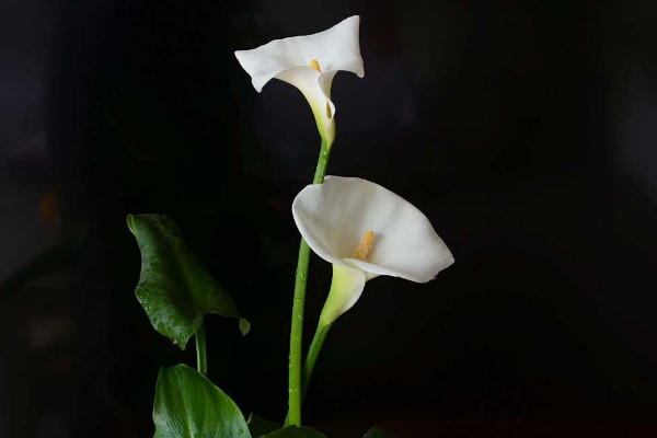 馬蹄蓮花怎么養(yǎng)，使用肥沃疏松養(yǎng)分足的粘壤土栽培