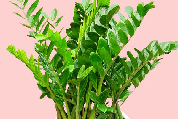 搖錢樹葉子發(fā)黃脫落怎樣挽救