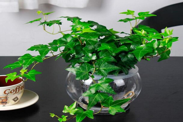 水培的常春藤怎么養(yǎng)生根快，常春藤水培生根秘訣