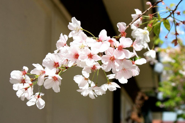櫻花適合在哪里種植，溫帶或亞熱帶地區(qū)氣候最適宜