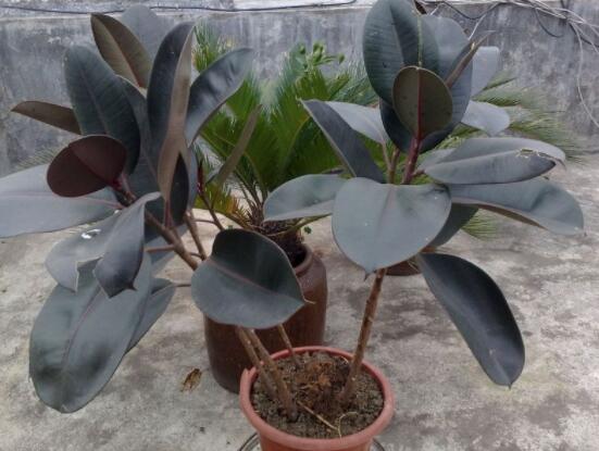 橡皮樹多高怎么去頭，擇理想的高度（生長出芽點）