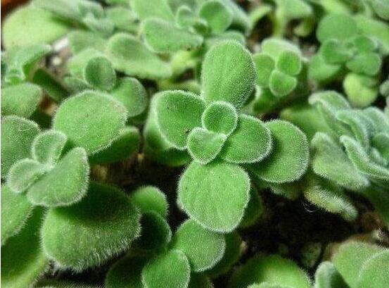 碰碰香扦插方法，教你六點(diǎn)步驟扦插爆盆