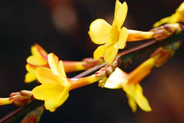 迎春花的果實(shí)可以吃嗎