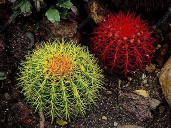 小仙人球澆水多少毫升，澆水的量一般以100-200毫升為準