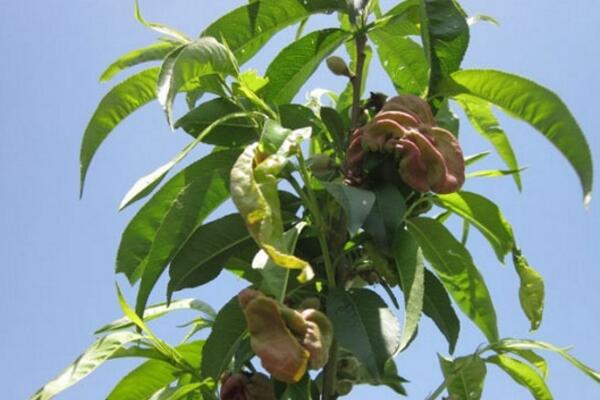 桃花的病害防治，4種常見病害講解