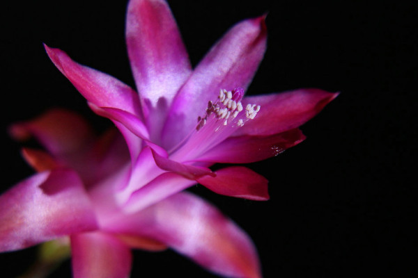 蟹爪蘭怎么養(yǎng)才能開花