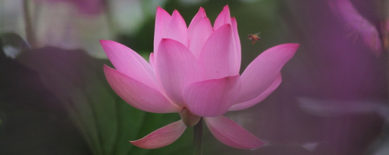 荷花種子能在酒中生長(zhǎng)嗎