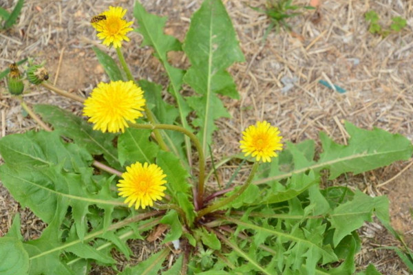 如何種植蒲公英，可以通過(guò)以下4步來(lái)進(jìn)行