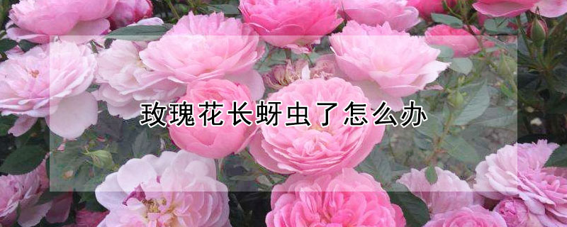 玫瑰花長(zhǎng)蚜蟲了怎么辦