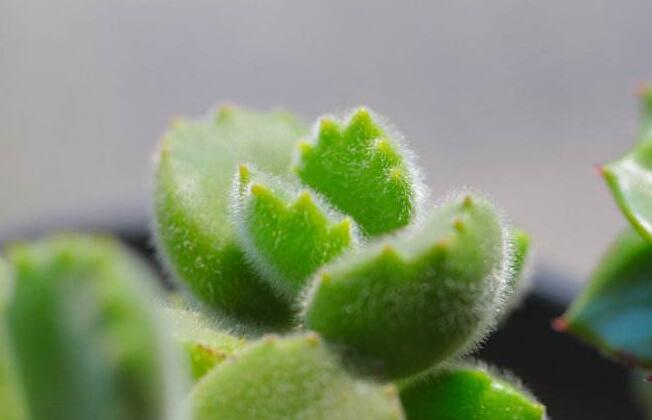 熊童子爛根了怎么辦，要及時的減少水份的補(bǔ)給和更換土壤