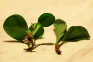 碧玉怎么扦插，碧玉的繁殖方法