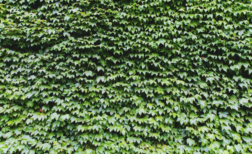 常春藤的作用，綠化環(huán)境凈化空氣