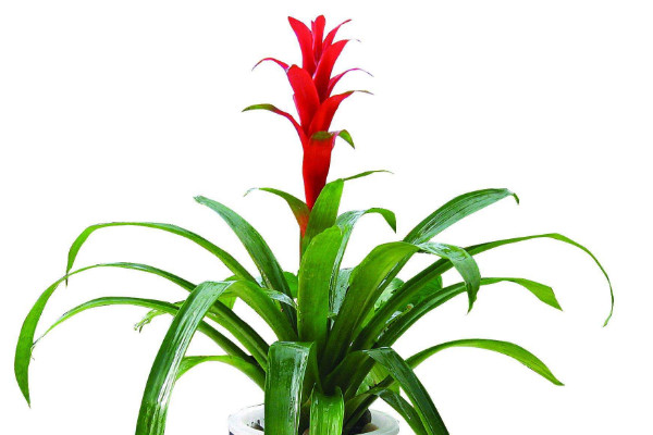 鴻運(yùn)當(dāng)頭澆水澆哪里