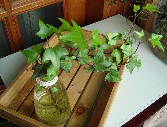 水培常春藤的養(yǎng)殖方法，老農(nóng)總結(jié)的簡(jiǎn)單易學(xué)三部曲