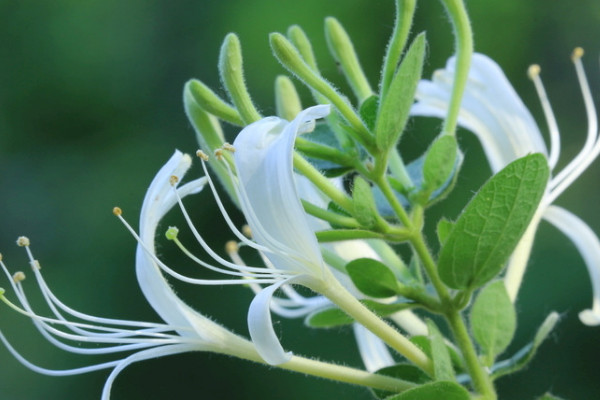 金銀花怎么養(yǎng)成老樁