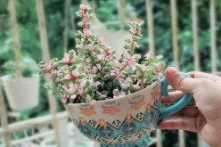 雅樂之舞夏季怎么養(yǎng)，夏季養(yǎng)殖5大要點(diǎn)