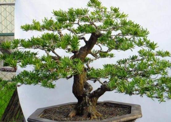 羅漢松修剪方法圖解，只需要三點(diǎn)步驟造型美觀茂盛