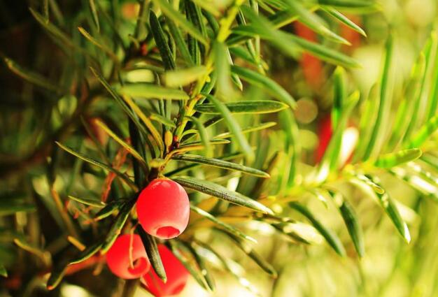 紅豆杉的果實(shí)可以吃嗎，不可以直接吃只能這樣吃