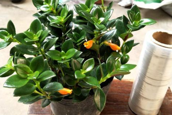 金魚(yú)吊蘭夏天的養(yǎng)殖方法和注意事項(xiàng)