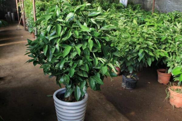 平安樹怎么扦插繁殖，五步教你簡單學(xué)會(huì)