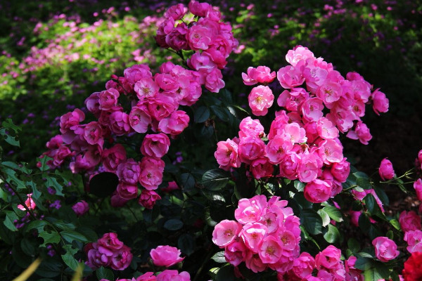 薔薇花能在室內(nèi)養(yǎng)嗎