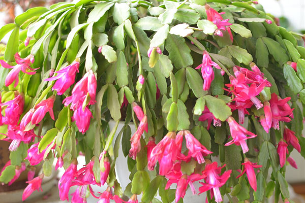 蟹爪蘭冬天的養(yǎng)殖方法和注意事項